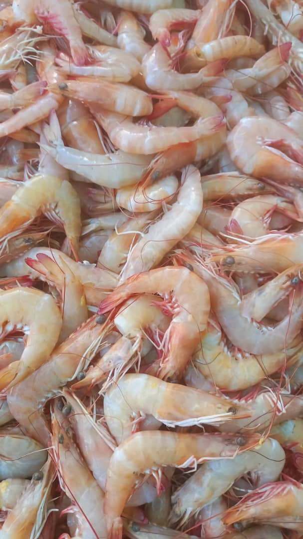 فروش میگو مسقیم از صیاد