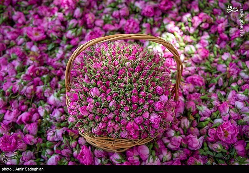 خرید عمده غنچه گل محمدی در داراب با شرکت فولاد گل + قیمت