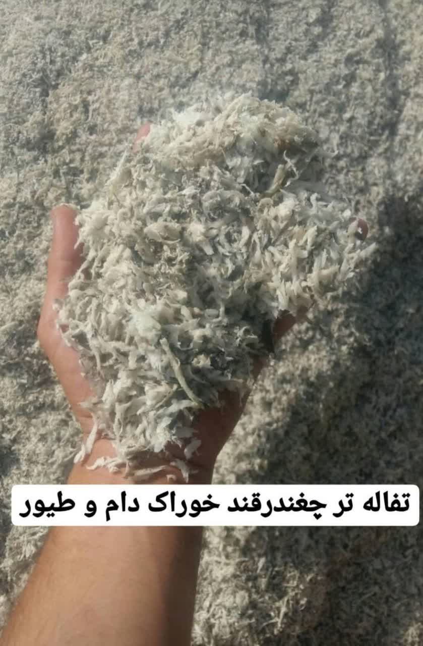 توزیع تفاله چغندر همدان