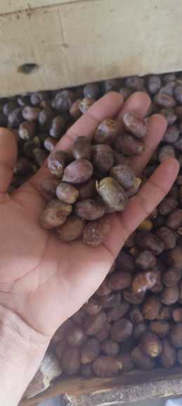 قیمت عمده خرما صنعتی