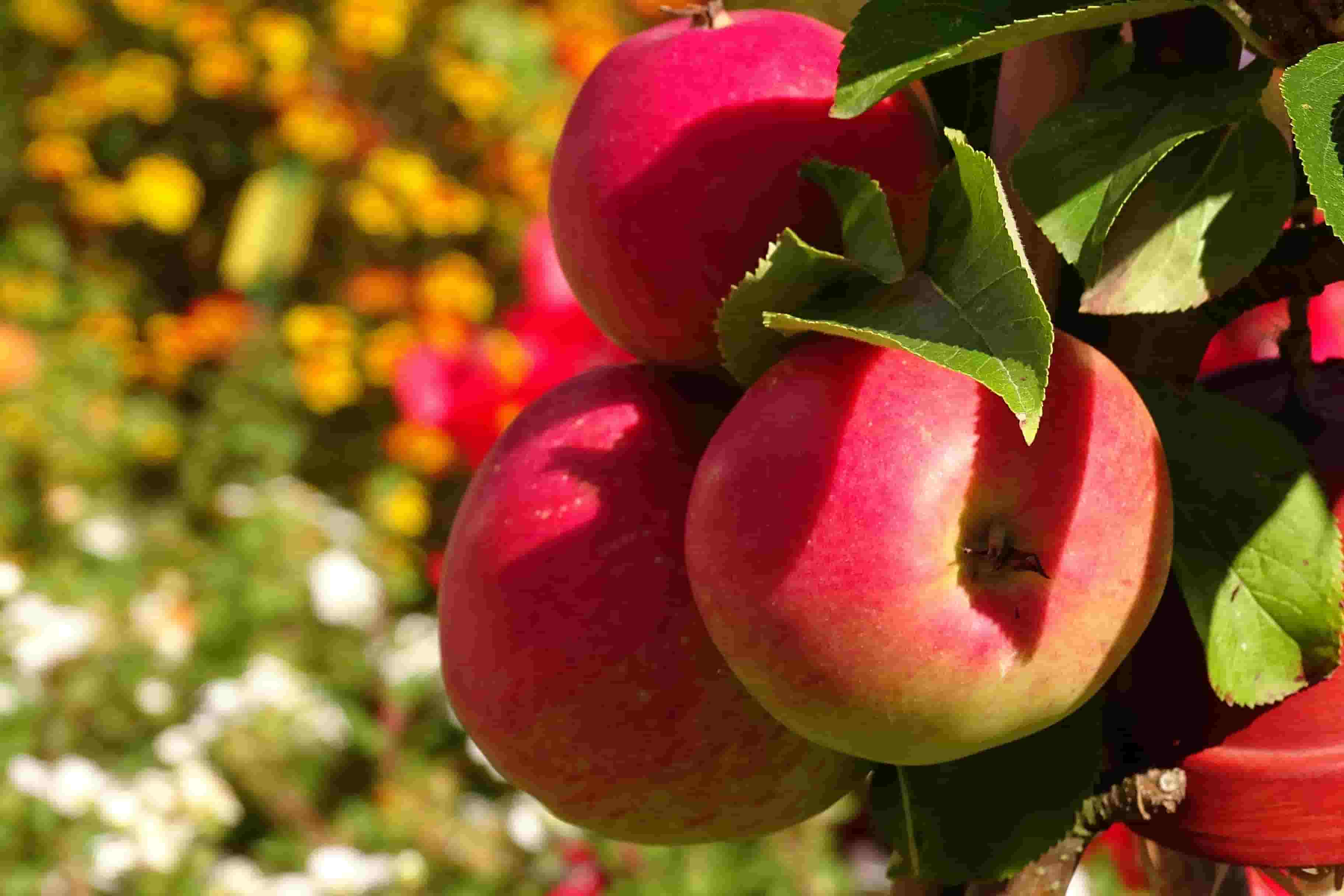 خرید سیب گالا ارگانیگ اردبیل