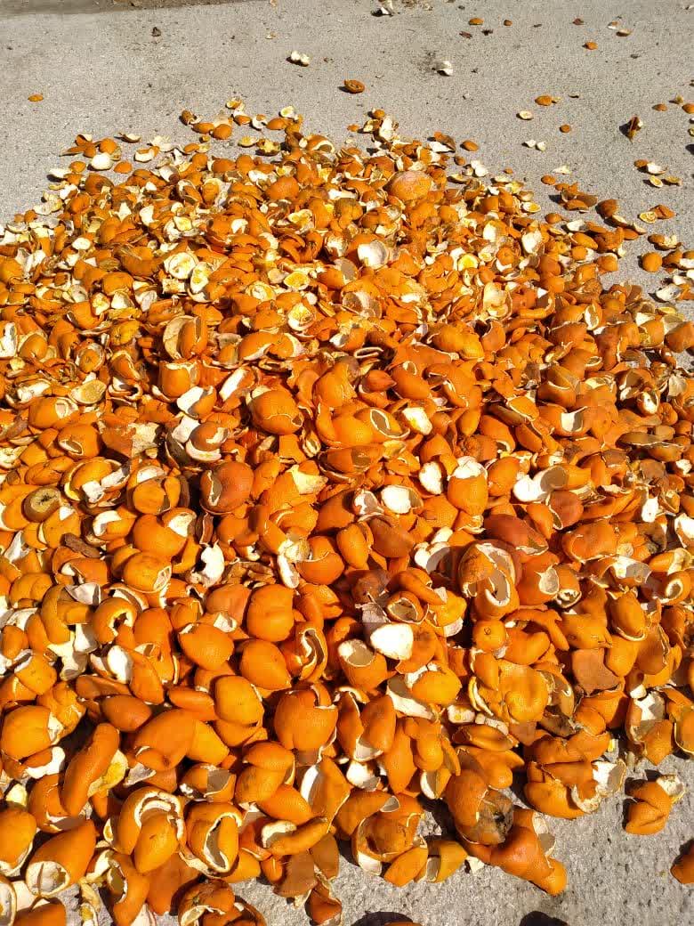 قیمت فروش عمده تفاله پرتقال