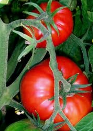فروش رب گوجه‌ فرنگی + خرید با صرفه