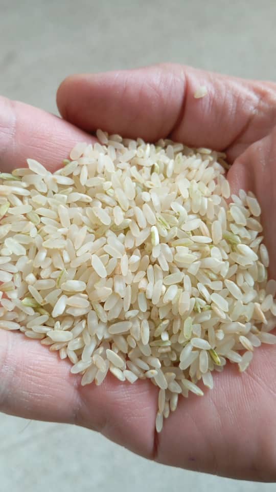 فروش عمده برنج محلی ایرانی