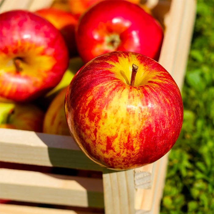 خرید سیب گالا ارگانیگ اصفهان + خرید عمده
