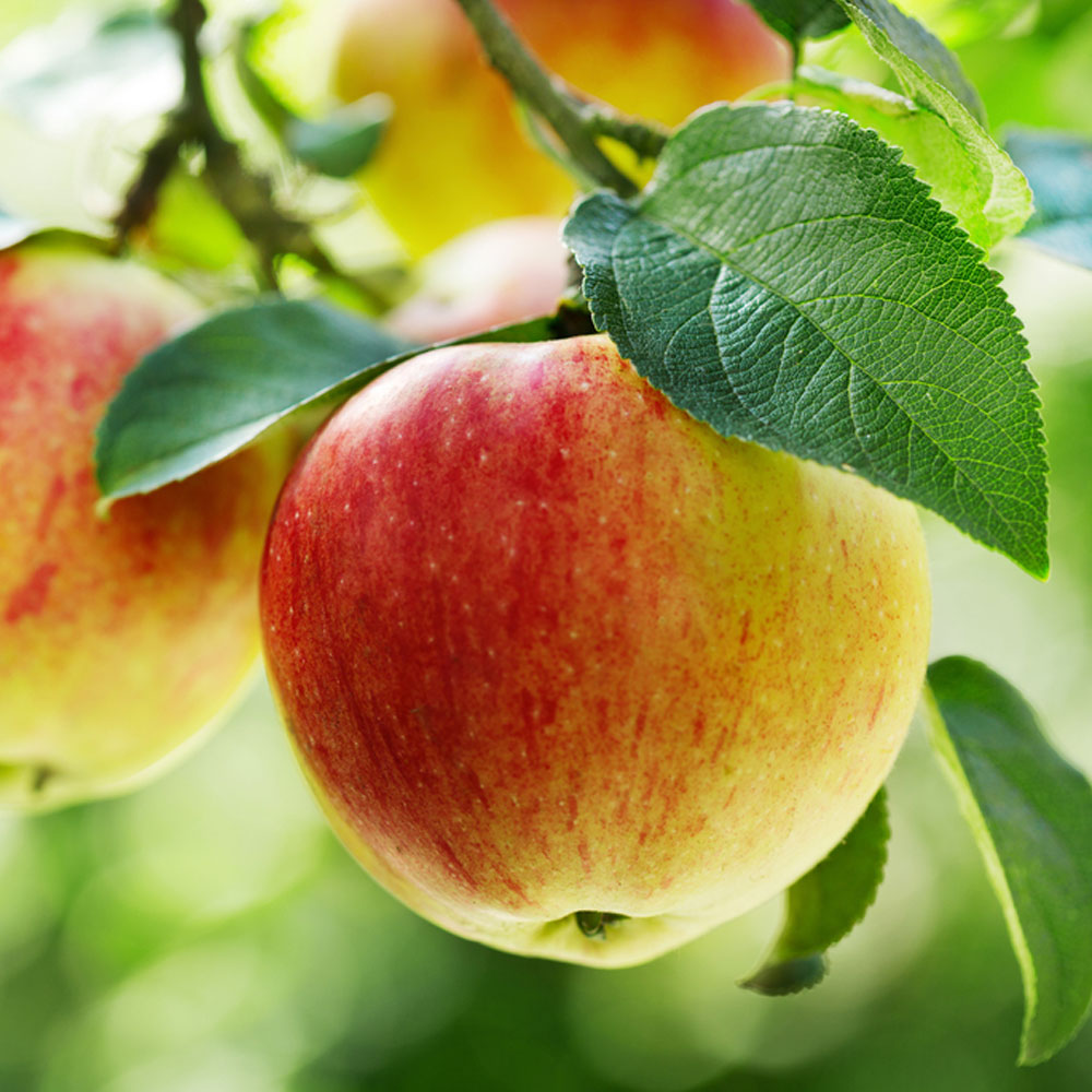 خرید سیب گالا ارگانیگ یاسوج + خرید عمده