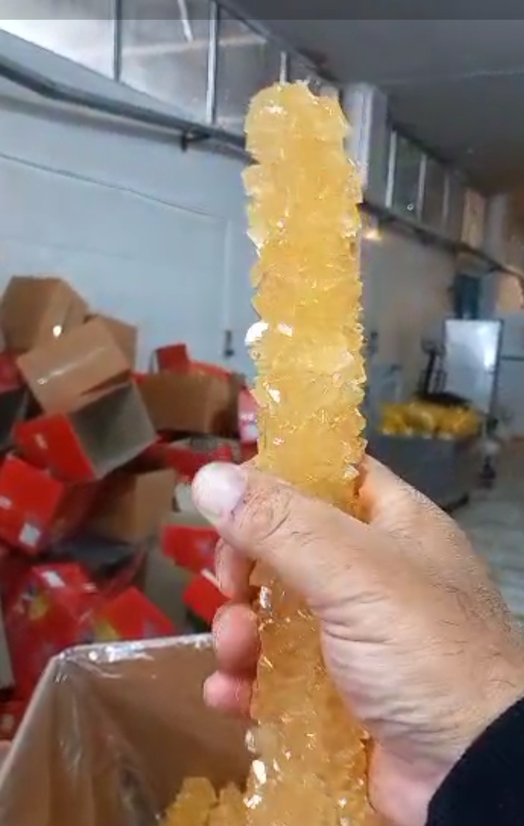 قیمت و خرید عمده نبات شاخه صادراتی