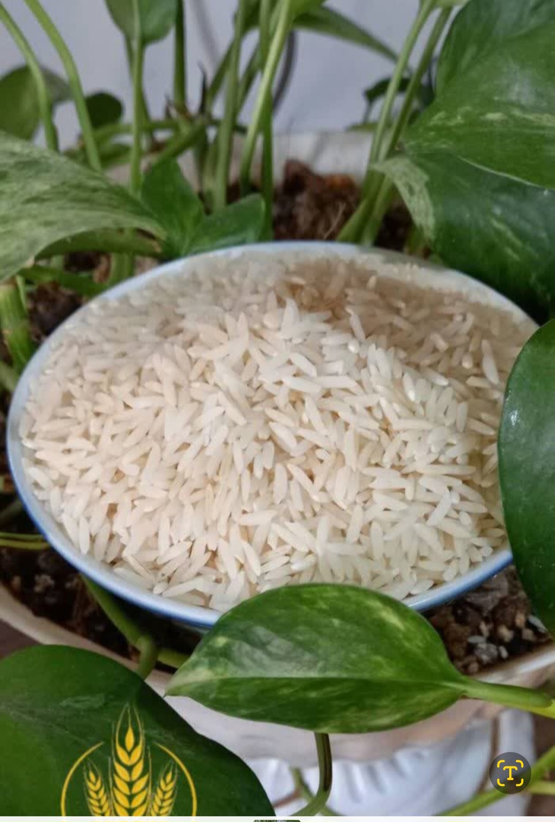 خرید برنج طارم هاشمی مرغوب + فروش صادراتی