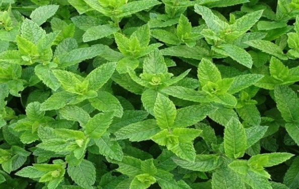 عرق نعنای سنگین + انرزی فروش عمده