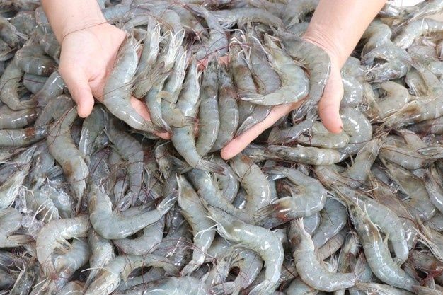 میگوی اصیل دریای مازندران + قسمت استثنایی