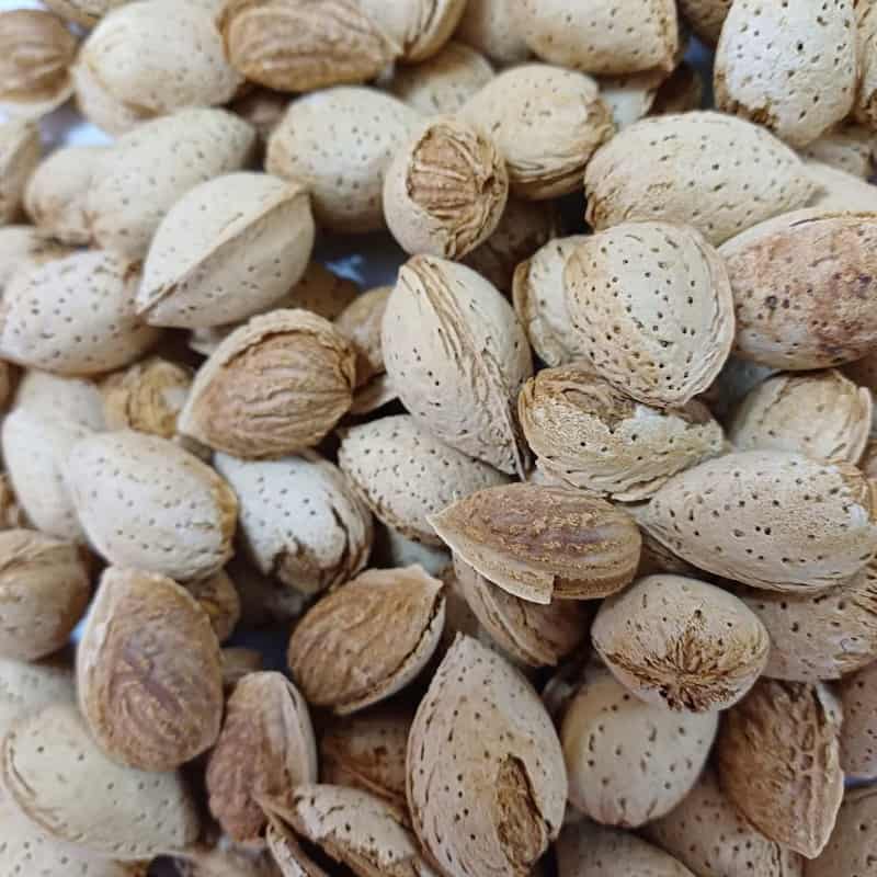 فروش و قیمت عمده بادام شاهرودی با پوست