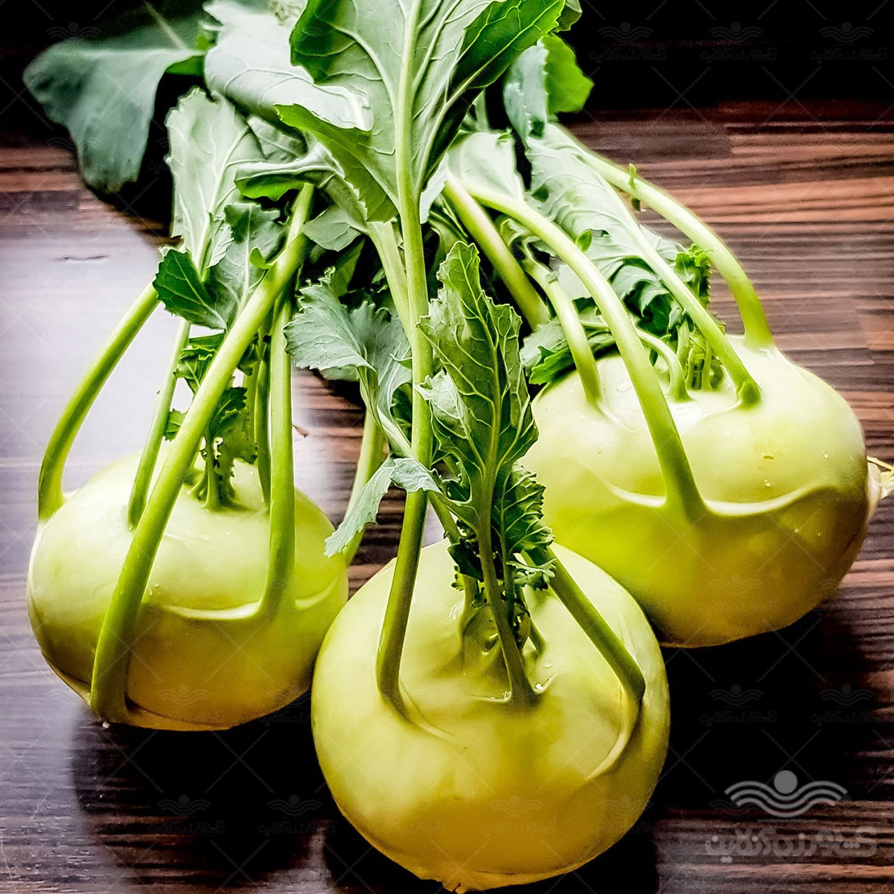 فروش کلم قمری + بهترین قیمت