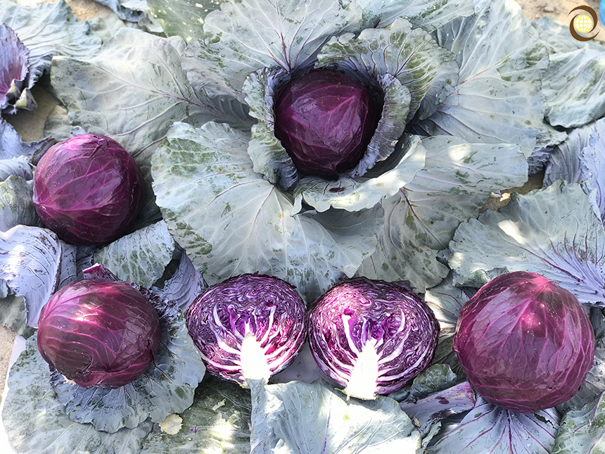 کلم پیچ آبدار و سالم ویژه سالاد کلم رستورانی