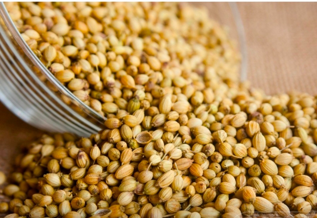 خرید آنلاین بذر گشنیز در استان ایلام از آناهیتا گشنیز