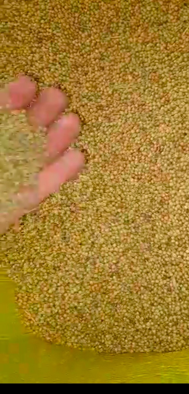 خرید گشنیز (گریدB) از کشاورزان کنگاور و حومه