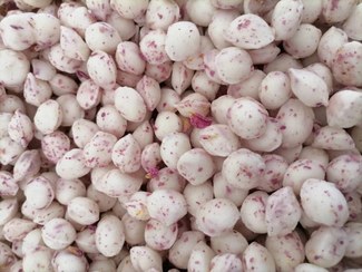 شکر پنیر مخصوص عید + سفارش آنلاین و ارسال فوری