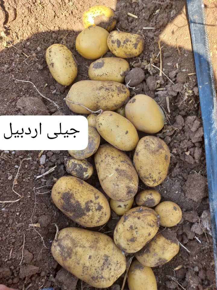 قیمت سیب زمینی صادراتی جیلی به صورت خرید عمده