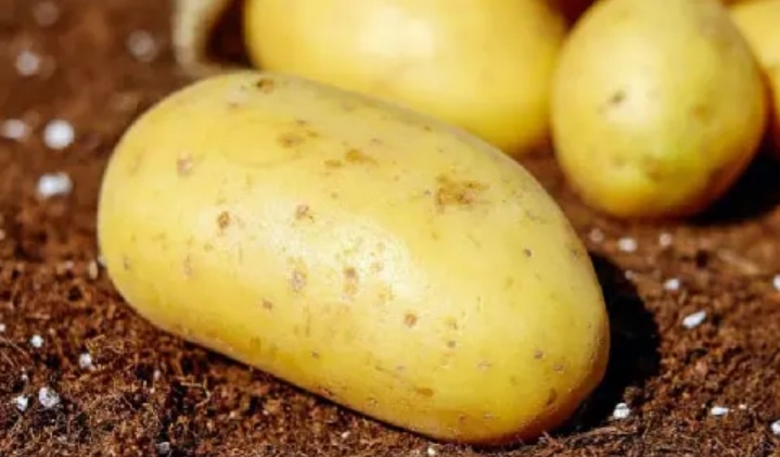 قیمت خرید عمده سیب زمینی رانومی صادراتی + فروش ویژه