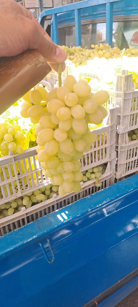 قیمت انگور بیدانه سفید ارومیه + فروش صادراتی