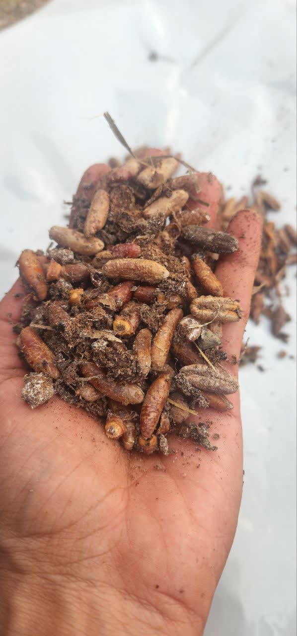 خرید تفاله خرما برای گوسفند