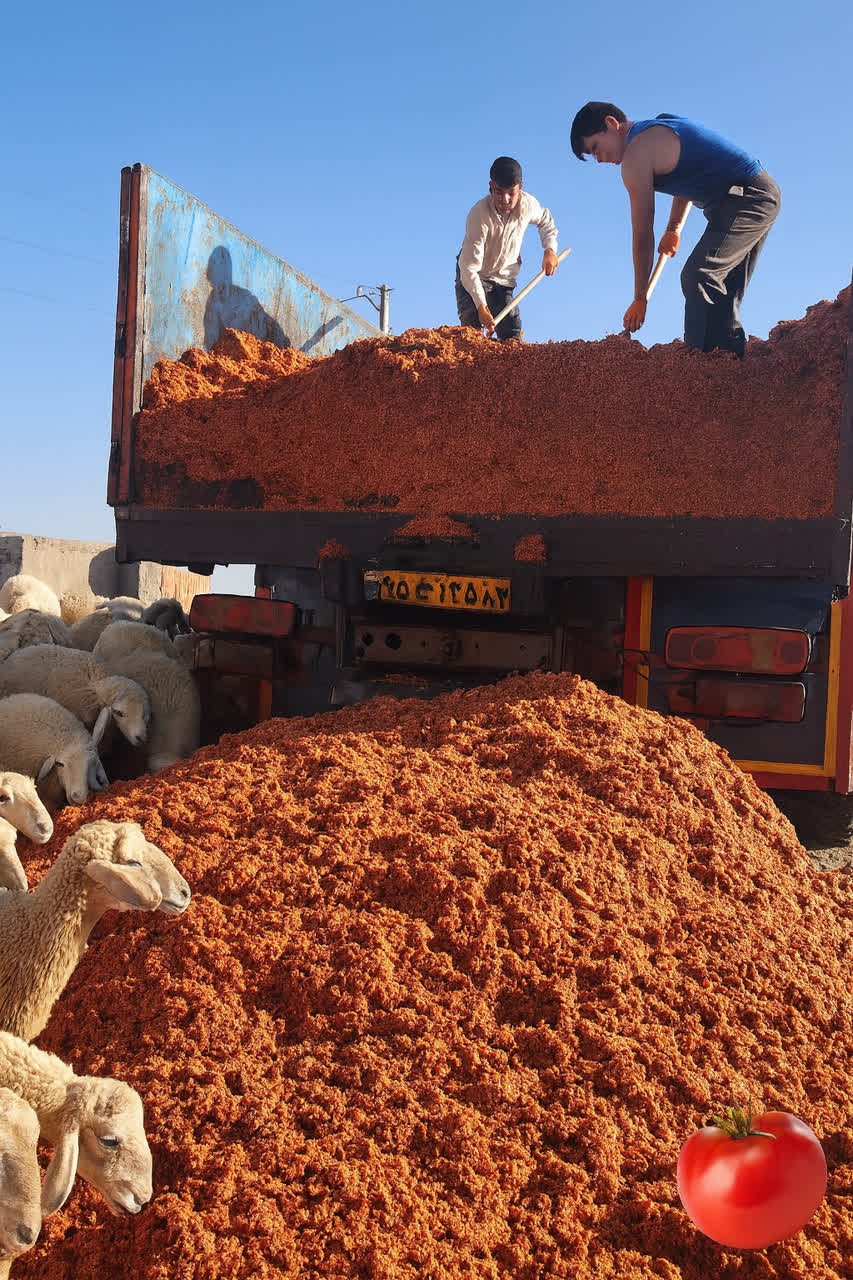 خرید ارزان تفاله گوجه برای بره پروار