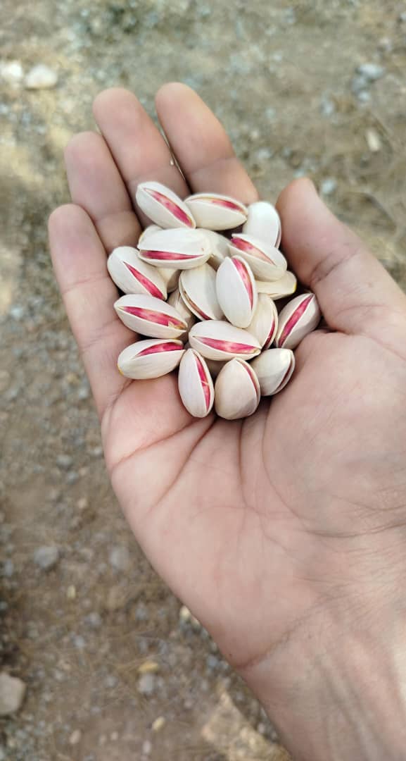 فروش پسته فخری سمنان ترد و تازه