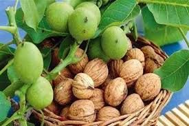 تصویر 1 از فروش عمده گردو و مغز گردوی با کیفیت + قیمت به صرفه