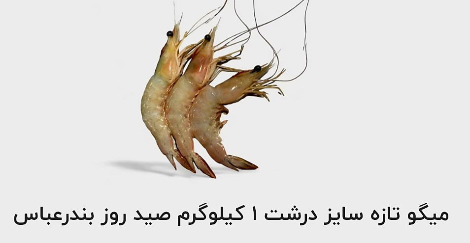 قیمت خرید آنلاین میگو تازه سایز درشت ۱ کیلوگرم صید بندر عباس