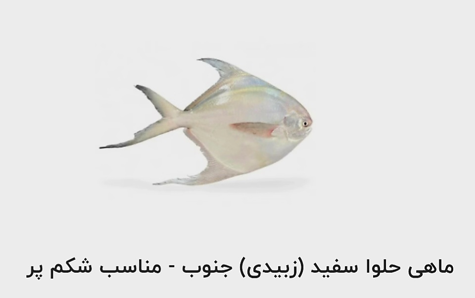قیمت خرید ماهی حلوا سفید (زبیدی) جنوب  مناسب شکم پر