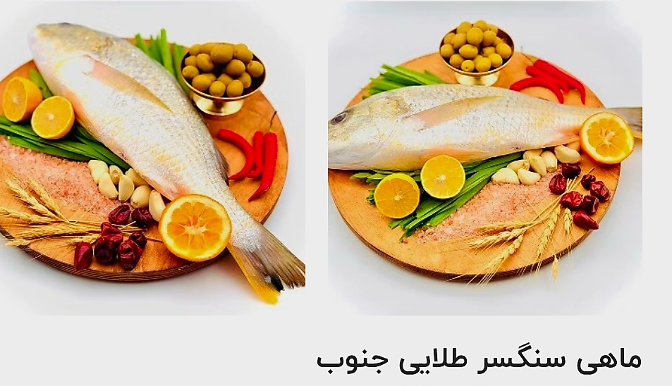 قیمت خرید آنلاین ماهی سنگسر طلایی جنوب