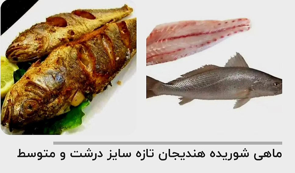 قیمت خرید ماهی شوریده هندیجان + سفارش عمده