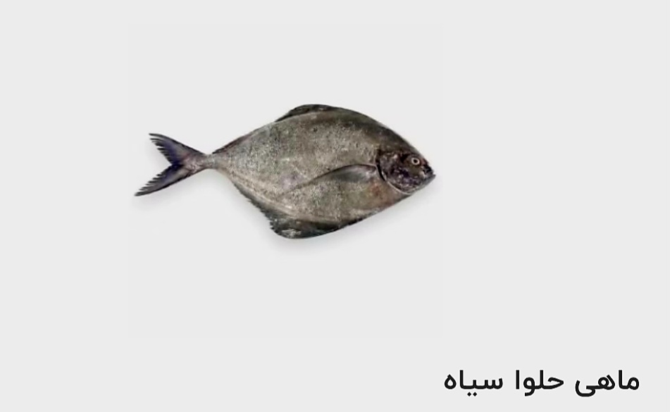 قیمت خرید ماهی حلوا سیاه