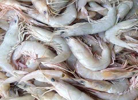 فروش شاه میگو جنوب + قیمت خرید به صرفه