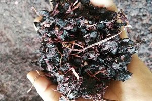 سفارش اینترنتی تفاله انگور