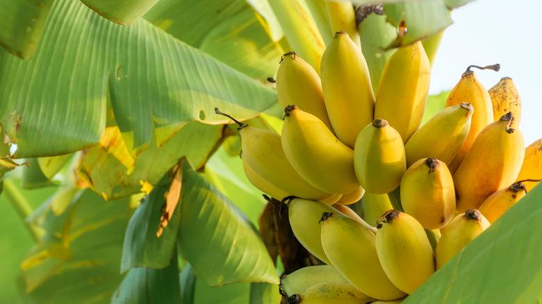 فروش نهال موز کاوندیش + نهال موز صادراتی