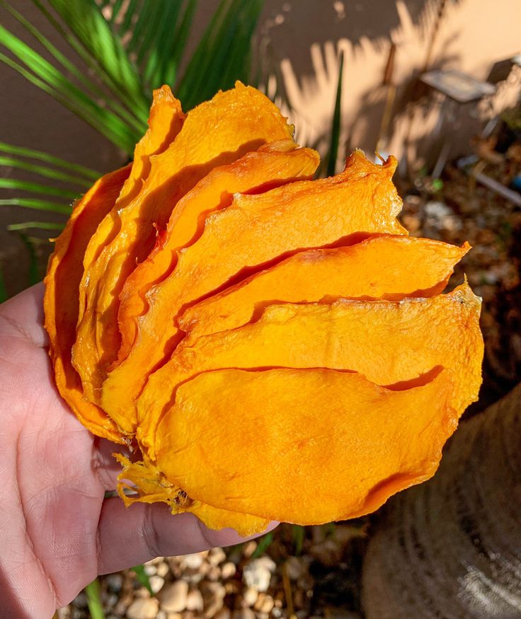 فروش انبه خشک قلمی کیفیت بالا + قیمت مناسب