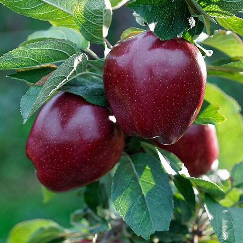قیمت عمده فروشی سیب رد چیف + زنجان