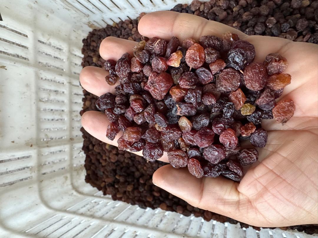 فروش کشمش آبگیری با قیمت باورنکردنی