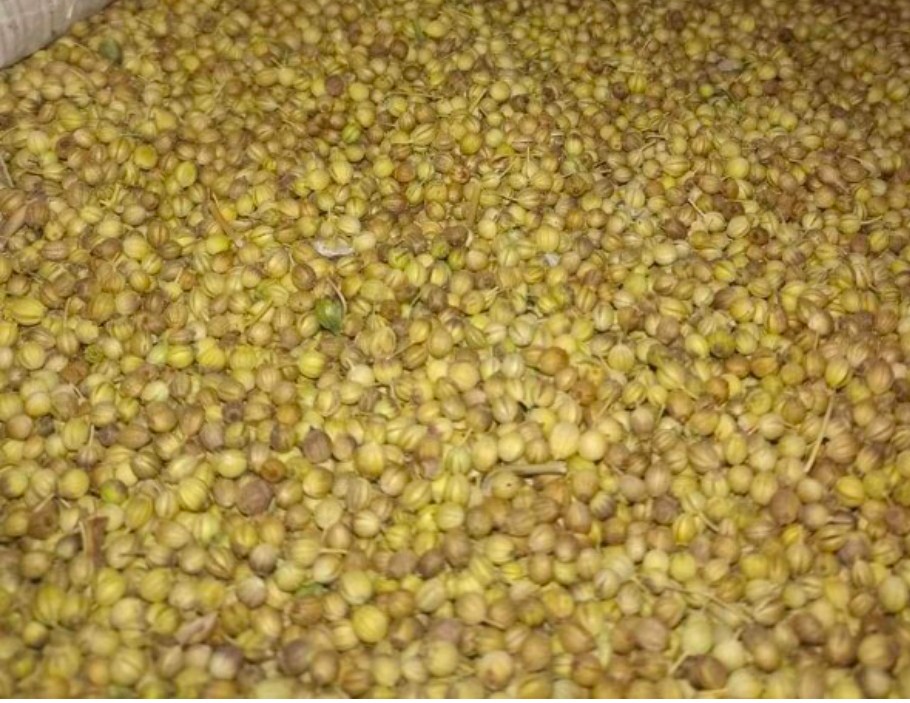 تامین بذر توپی و لپه و پودر  گشنیز در گرید مختلف جهت صنایع