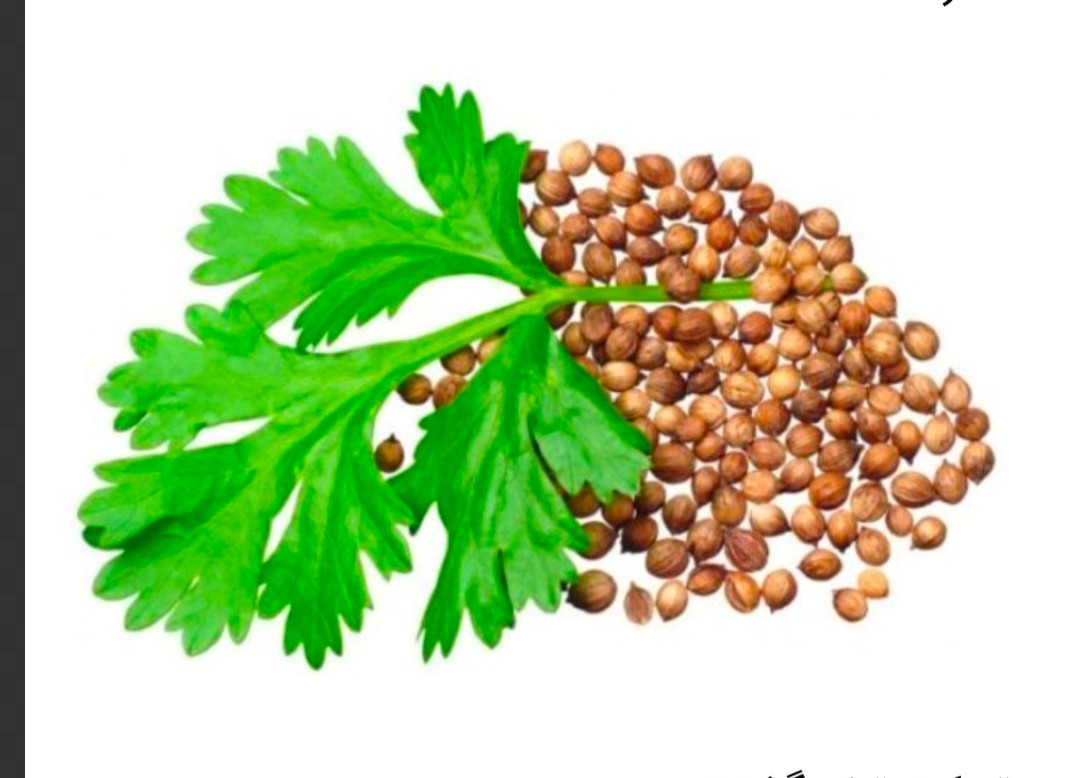 خرید به صرفه و بی وقفه بذر تازه گشنیز از آناهیتا گشنیز