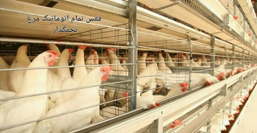 قیمت خرید اینترنتی قفس تمام اتوماتیک مرغ تخمگذار