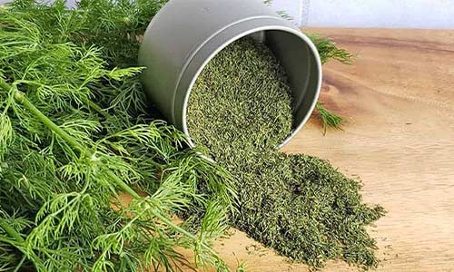 قیمت باور نکردنی شوید خشک + فروش عمده