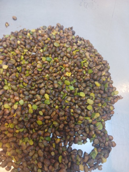 مغز بنه کوهی + قيمت عالی