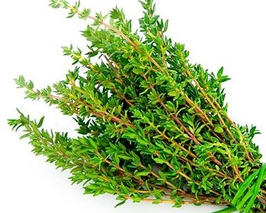 خرید عمده آویشن شیرازی بحال خود با کیفیت بالا