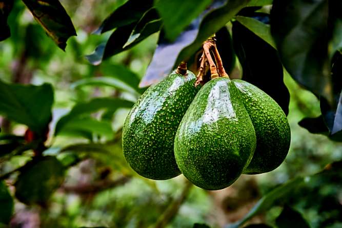 تصویر 1 از قیمت نهال آووکادو در ایران + تضمین خرید محصول