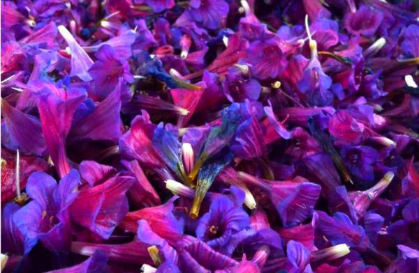 خرید و فروش عمده گل گاوزبان صادراتی + محصولی آرام بخش و پر طرفدار در بازار جهانی