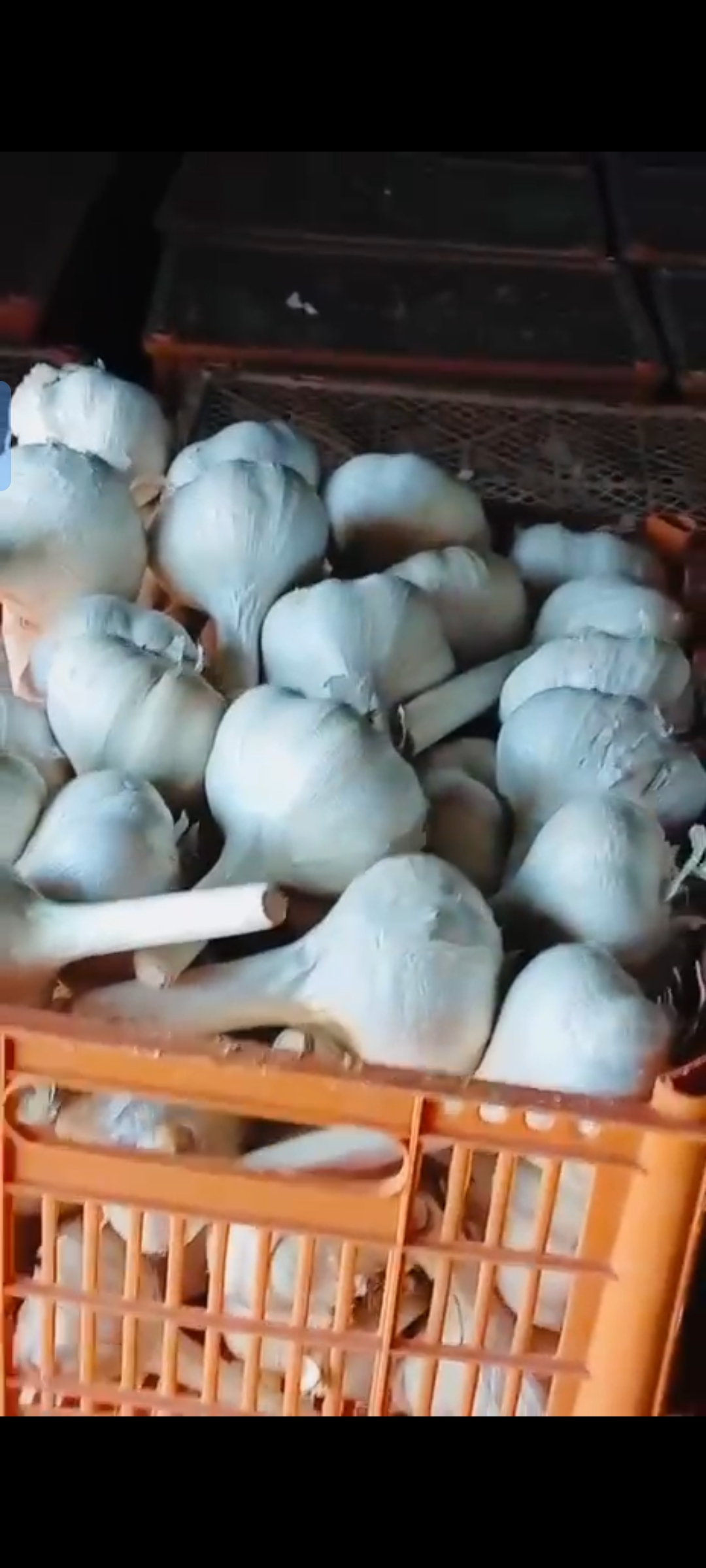 فروش عمده سیر پاکستانی