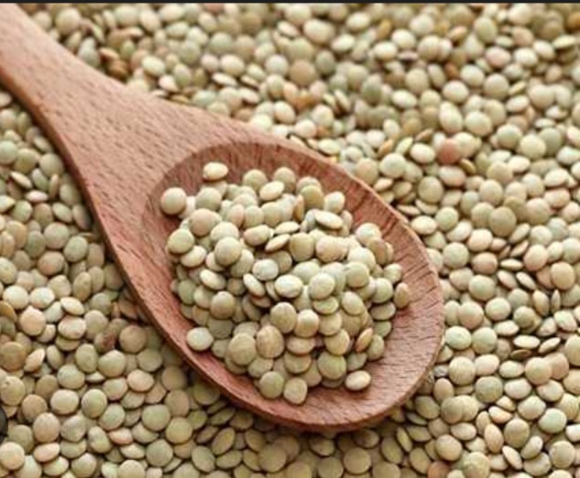 فروش عدس مغان سورتینگ شده