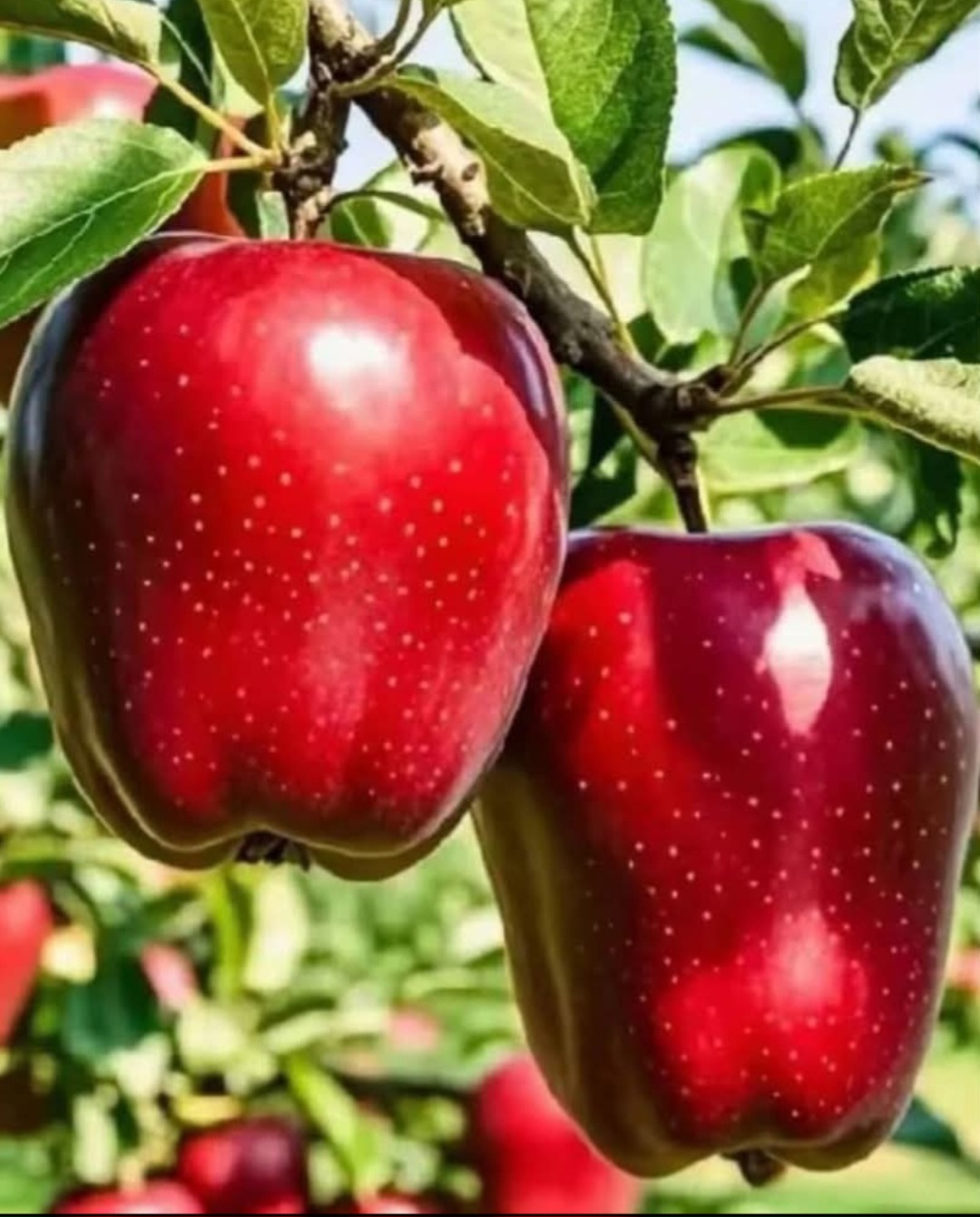 خرید و فروش سیب سمیرم اصفهان