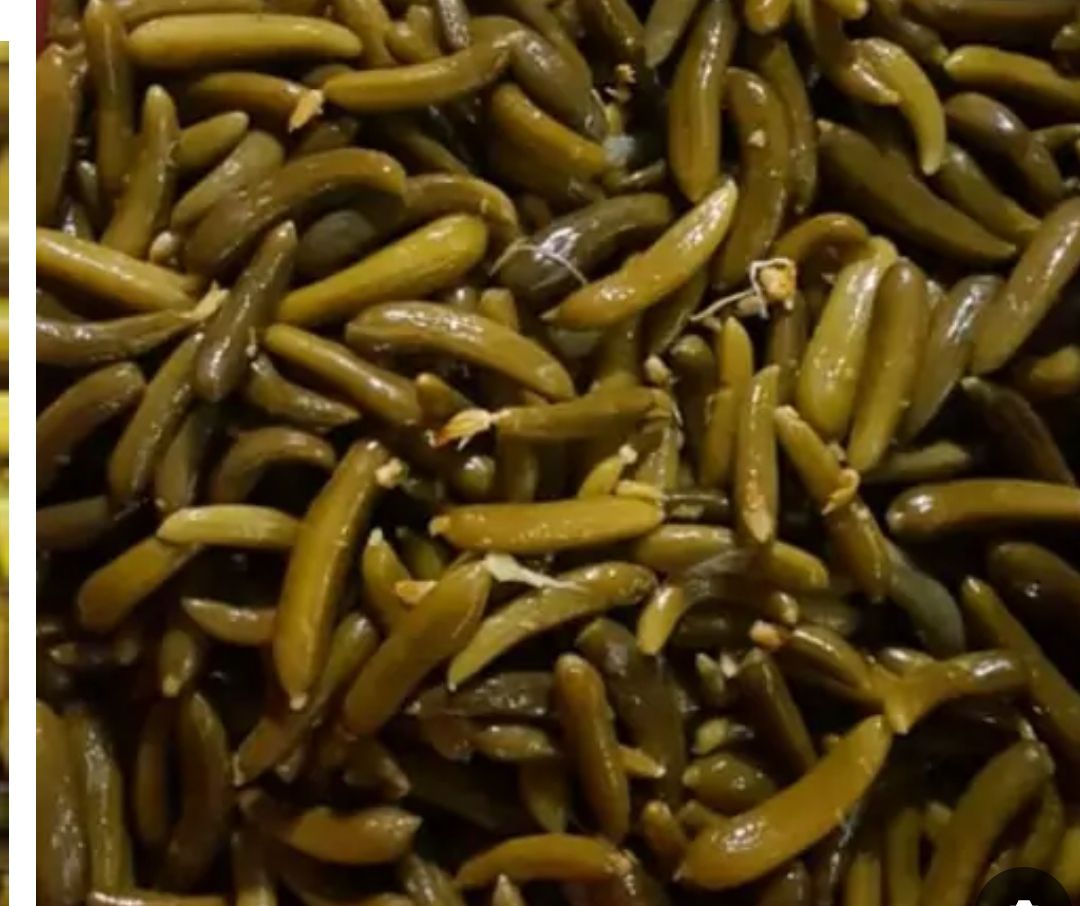 قیمت روز و خرید مستقیم خیارشور ویژه دبه و حلب
